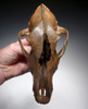 EXTREMELY RARE CANIS LUPUS FOSSIL WOLF SKULL FROM ICE AGE EUROPE  *LMX320