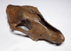 EXTREMELY RARE CANIS LUPUS FOSSIL WOLF SKULL FROM ICE AGE EUROPE  *LMX320
