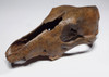 EXTREMELY RARE CANIS LUPUS FOSSIL WOLF SKULL FROM ICE AGE EUROPE  *LMX320