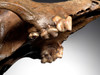 EXTREMELY RARE CANIS LUPUS FOSSIL WOLF SKULL FROM ICE AGE EUROPE  *LMX320