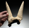 EXTREMELY RARE FOSSIL IBEX PARTIAL SKULL WITH HORN CORES COVERED IN CAVE CALCITE PEARLS  *LMX335