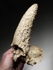 EXTREMELY RARE FOSSIL IBEX PARTIAL SKULL WITH HORN CORES COVERED IN CAVE CALCITE PEARLS  *LMX335