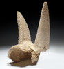 EXTREMELY RARE FOSSIL IBEX PARTIAL SKULL WITH HORN CORES COVERED IN CAVE CALCITE PEARLS  *LMX335