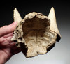 EXTREMELY RARE FOSSIL IBEX PARTIAL SKULL WITH HORN CORES COVERED IN CAVE CALCITE PEARLS  *LMX335