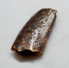 FOSSIL RAPTOR DINOSAUR TOOTH WITH FEEDING WEAR FROM A DROMAEOSAUR  *DT6-366