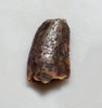 FOSSIL RAPTOR DINOSAUR TOOTH WITH FEEDING WEAR FROM A DROMAEOSAUR  *DT6-366