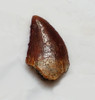 FOSSIL RAPTOR DINOSAUR TOOTH FROM A DROMAEOSAUR  *DT6-363