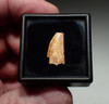 LARGE WHITE DROMAEOSAUR " RAPTOR " DINOSAUR FOSSIL TOOTH  *DT6-347