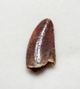 FOSSIL RAPTOR DROMAEOSAUR DINOSAUR TOOTH WITH FEEDING WEAR  *DT6-373