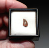 FOSSIL RAPTOR DINOSAUR TOOTH FROM A DROMAEOSAUR  *DT6-375