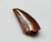 FOSSIL RAPTOR DINOSAUR TOOTH FROM A DROMAEOSAUR  *DT6-375