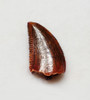 FOSSIL RAPTOR DINOSAUR TOOTH FROM A DROMAEOSAUR  *DT6-375