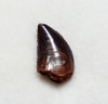 FOSSIL RAPTOR DINOSAUR TOOTH FROM A DROMAEOSAUR  *DT6-383