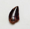 FOSSIL RAPTOR DINOSAUR TOOTH FROM A DROMAEOSAUR  *DT6-383