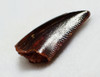 FOSSIL RAPTOR DINOSAUR TOOTH FROM A DROMAEOSAUR  *DT6-383