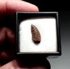 FOSSIL RAPTOR DINOSAUR TOOTH FROM A DROMAEOSAUR  *DT6-600