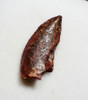 FOSSIL RAPTOR DINOSAUR TOOTH FROM A DROMAEOSAUR  *DT6-600