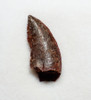 FOSSIL RAPTOR DINOSAUR TOOTH FROM A DROMAEOSAUR  *DT6-600