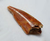 FOSSIL DINOSAUR TOOTH FROM A RAPTOR DROMAEOSAUR  *DT6-379