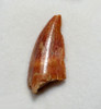 FOSSIL DINOSAUR TOOTH FROM A RAPTOR DROMAEOSAUR  *DT6-379