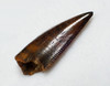 FINEST QUALITY RAPTOR DROMAEOSAUR FOSSIL DINOSAUR TOOTH  *DT6-376