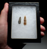 RARE CRO-MAGNON FLINT MICROLITH FLAKE TOOLS FROM FAMOUS PREHISTORIC ART CAVE GROTTE DES HARPONS IN FRANCE  *N299