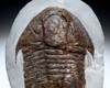 MUSEUM CLASS LARGE RED ASAPHID TRILOBITE FROM THE FAMOUS FEZOUATA ORDOVICIAN FORMATION  *TRX501
