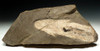 EXTREMELY RARE LARGE JURASSIC  WHITE SQUID FOSSIL WITH PRESERVED MANTLE ANATOMY AND INK SACK FROM UNUSUAL LOCATION *SQ008