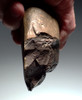 SUPERB HOMO ERECTUS MODE 1 OLDOWAN PEBBLE CHOPPER AXE FROM AFRICA WITH INTELLIGENT THUMB GRIP  *PB207