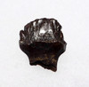 OUR FINEST LARGE FOSSIL EDMONTONIA DINOSAUR TOOTH FROM AN ARMORED ANKYLOSAUR  *DT10-129