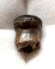 CRETACEOUS BRACHYCHAMPSA ALLIGATORINE TOOTH FROM HELL CREEK   *MV10-125