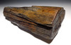 LARGE AND SUPERB COLORFUL FOSSIL PETRIFIED WOOD LOG FROM MIOCENE EUROPE *PMW003