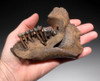 LMX090 - RARE MIDDLE PLEISTOCENE FOSSIL MANATEE MANDIBLE WITH ORIGINAL ROOTED TEETH