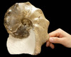 OUR BEST CRETACEOUS HORNED MAMITES AMMONITE FOSSIL FROM THE DINOSAUR DAYS  *AMX-162