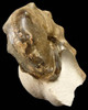 OUR BEST CRETACEOUS HORNED MAMITES AMMONITE FOSSIL FROM THE DINOSAUR DAYS  *AMX-162