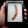 FIRST PET DOG OF THE AMERICAS PRE-COLUMBIAN CARVED DOG PENDANT OF SPONDYLUS SHELL  *PC6033