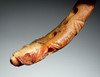 FIRST PET DOG OF THE AMERICAS PRE-COLUMBIAN CARVED DOG PENDANT OF SPONDYLUS SHELL  *PC6033