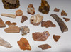 COLLECTION OF 35 FOSSIL DINOSAUR AND REPTILE BONES AND TEETH  *BONELOT55 COLLECTION OF 35 FOSSIL DINOSAUR AND REPTILE BONES AND TEETH  *BONELOT55