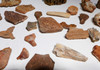 COLLECTION OF 35 FOSSIL DINOSAUR AND REPTILE BONES AND TEETH  *BONELOT55 COLLECTION OF 35 FOSSIL DINOSAUR AND REPTILE BONES AND TEETH  *BONELOT55