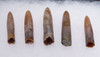 FIVE TRANSLUCENT CALCITE BELEMNITE FOSSILS OF GONIOTEUTHIS FROM THE DINOSAUR DAYS *BEL112