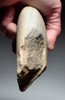SUPERB LARGE EUROPEAN MODE 1 OLDOWAN PEBBLE AXE CHOPPER FROM PALEOLITHIC IBERIA - FIRST HUMANS IN EUROPE  *PB221