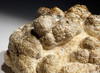LARGE MUSEUM-CLASS STROMATOLITE FOSSIL WITH NATURAL BACTERIA BALL COLONIES FROM AN OLIGOCENE LAKE  *STX513