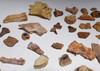 LARGE COLLECTION OF 68 FOSSIL BONES AND TEETH FROM DINOSAURS REPTILES AND SHARKS  *BONELOT57