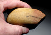 FINEST RARE TAUTAVEL MAN QUARTZITE PEBBLE CHOPPER TOOL - THE EARLIEST HUMANS IN FRANCE  *PB224