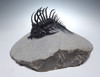 SUPREME LARGE SPINY COMURA TRILOBITE WITH ALL SPINES PREPARED FREE-STANDING  *TRX911