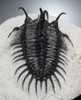 SUPREME LARGE SPINY COMURA TRILOBITE WITH ALL SPINES PREPARED FREE-STANDING  *TRX911