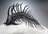 SUPREME LARGE SPINY COMURA TRILOBITE WITH ALL SPINES PREPARED FREE-STANDING  *TRX911
