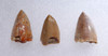 COLLECTION OF THREE TRIASSIC REPTILE FOSSIL RUTIODON PHYTOSAUR TEETH  *DT12-029