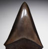EXCELLENT 2.1 INCH ISURUS HASTALIS BROAD TOOTH MAKO FOSSIL SHARK TOOTH WITH CHATOYANT BRONZE ENAMEL  *SHX100