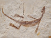 RARE BABY FOSSIL MESOSAURUS EXTINCT MARINE REPTILE FROM THE EARLY PERMIAN OF SOUTH AMERICA  *M1